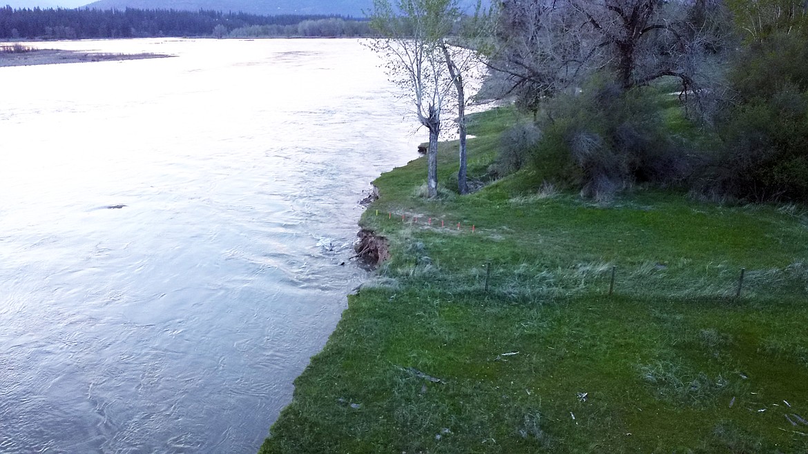The river bank continues to be cut away by the Clark Fork River over the weekend (photo supplied by Plains-Paradise Rural Fire Department)