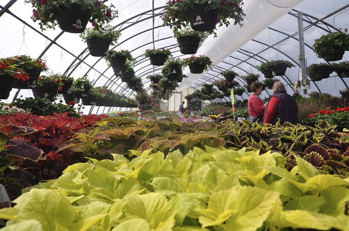 PATRONS PERUSE plants at the South Shore Greenhouse in Polson. The local business held its annual open house, also celebrating its 40th anniversary. (Ashley Fox/Lake County Leader)