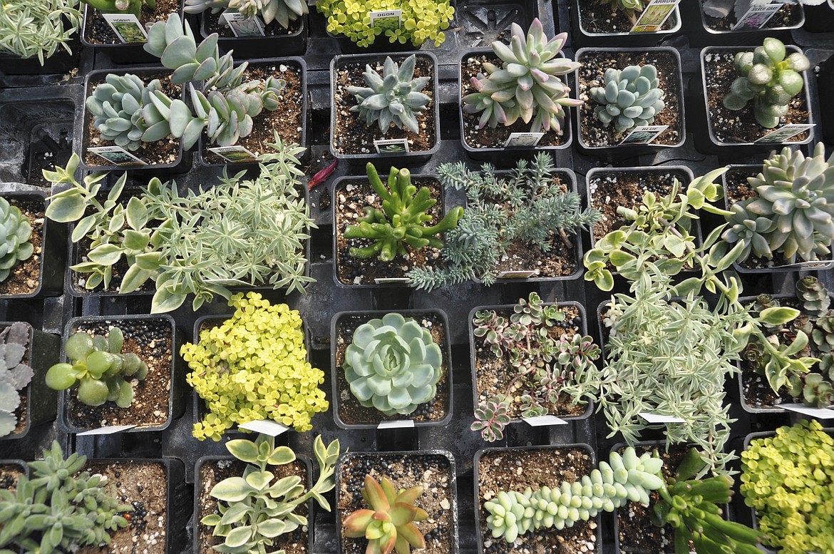 AMONG THE various plants available at the South Shore Greenhouse, succulents are on display. (Ashley Fox/Lake County Leader)