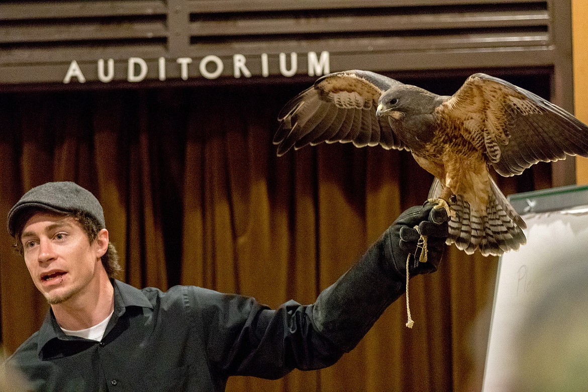 Keaton Buell teaches a group of people about Skybird, a Swainson&#146;s Hawk, during a presentation at Libby Dam Saturday, April 28, 2018. Buell is an intern for Birds of Prey Northwest of St. Maries, Idaho. (John Blodgett/The Western News)