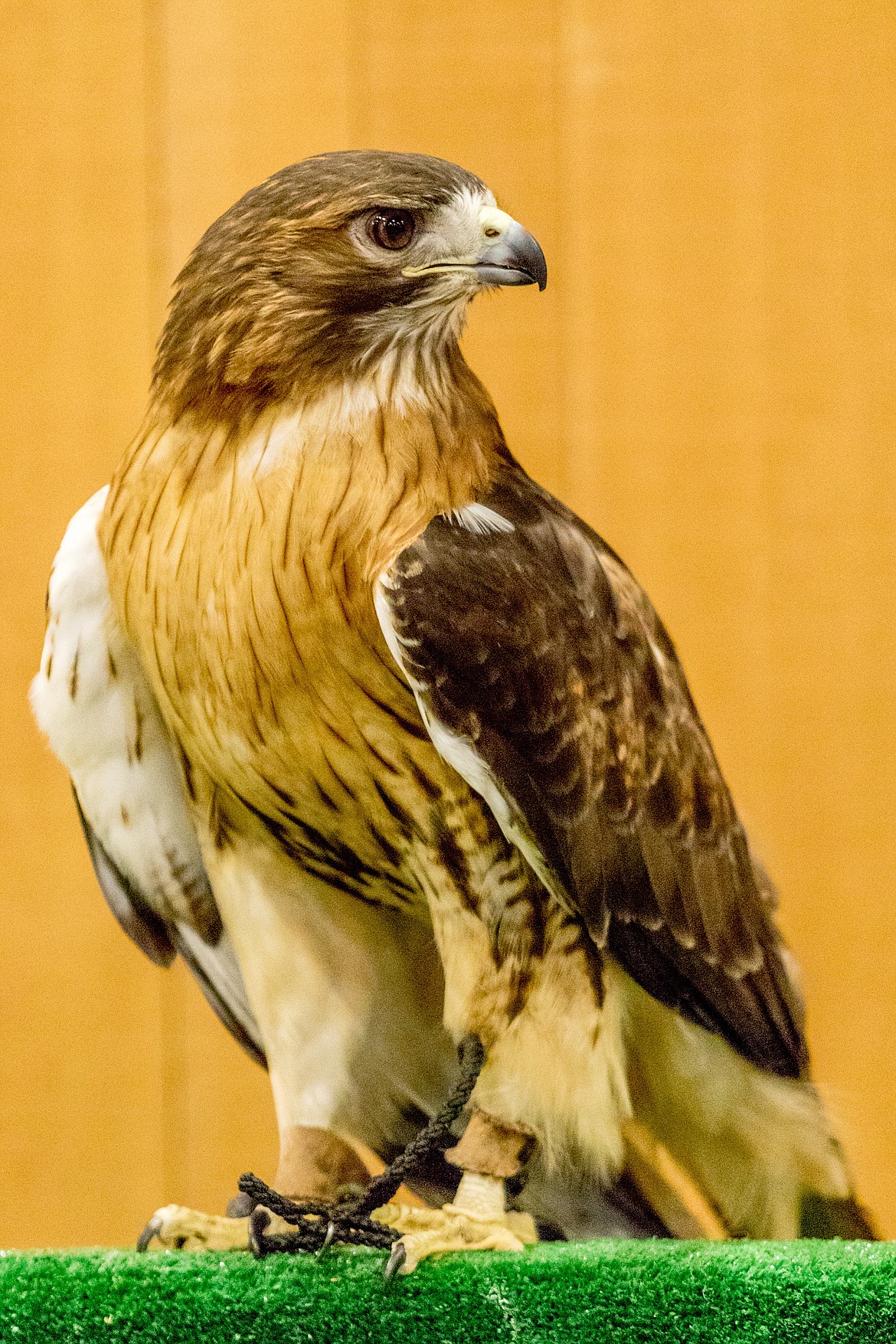 Briar, a red-tailed hawk, settles down after being placed on a perch before a series of presentations by Birds of Prey Northwest at Libby Dam Saturday, April 28, 2018. (John Blodgett/The Western News)