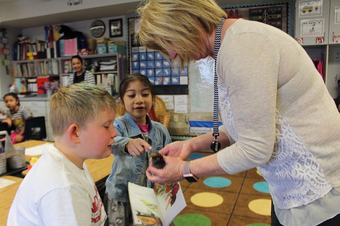 Cheryl Schweizer/Columbia Basin Herald
First grade teacher Regina Darlington (right) shows her students that the chickens hatched as part of a class project already are sprouting wing feathers.