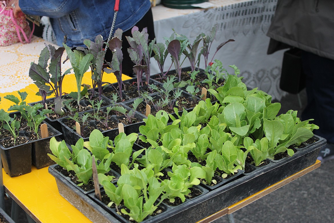 Photo by TANNA YEOUMANS
Some vendors brought plant starts and offered expert advice on gardening.