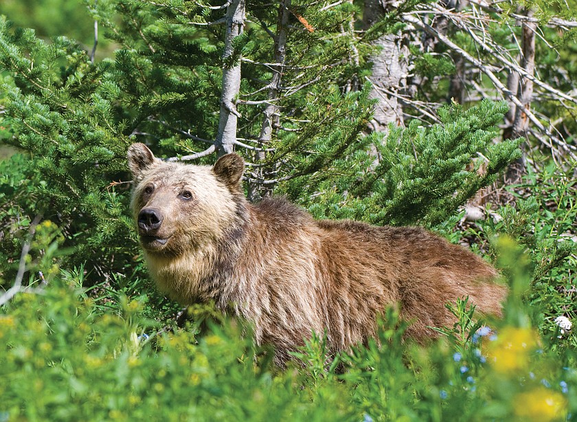A grizzly bear is pictured in this file photo.