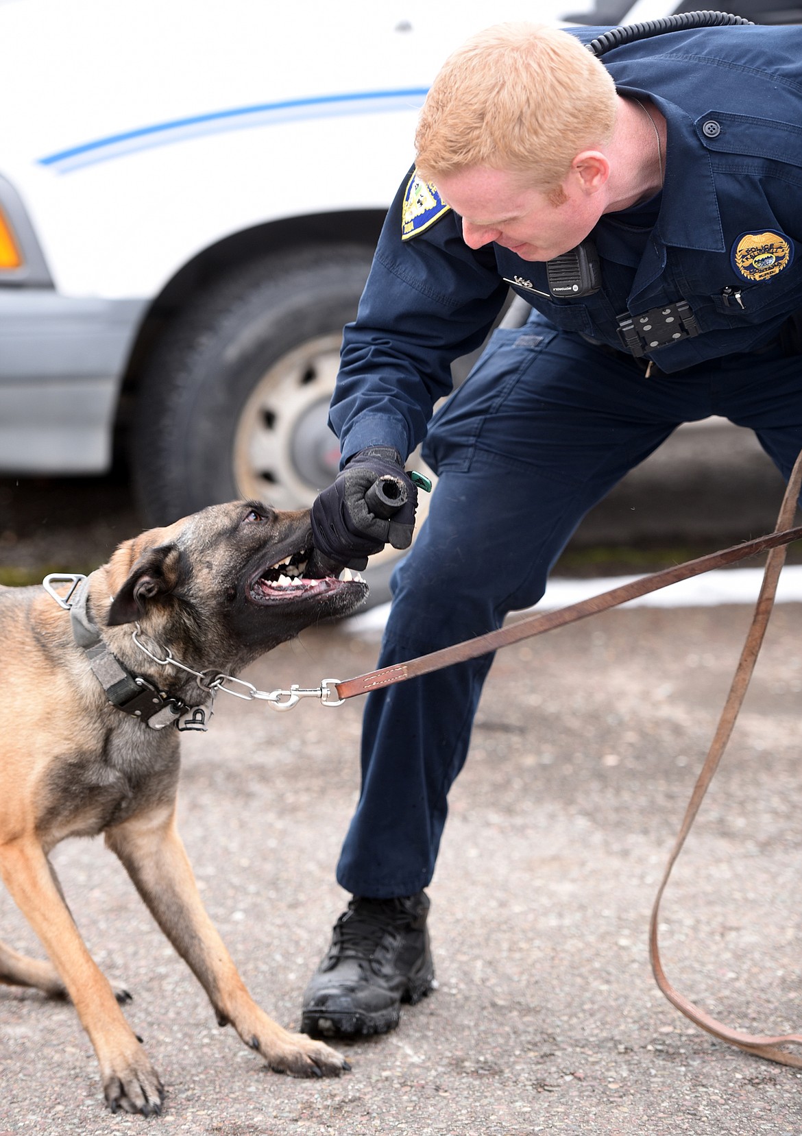 Officer Jason Parce playing tug of war with Cairo during drug sniffiing training. &#147;This is when he is most happy,&#148; said Parce. For Cairo, the reward isn&#146;t in finding the drugs, it is in the fun of playing that comes after. Parce has made certain that in all his trainings with Cairo there is only ever positive reinforcement, which is part of the larger training that the two are working always working on: trust.
(Brenda Ahearn/Daily Inter Lake)