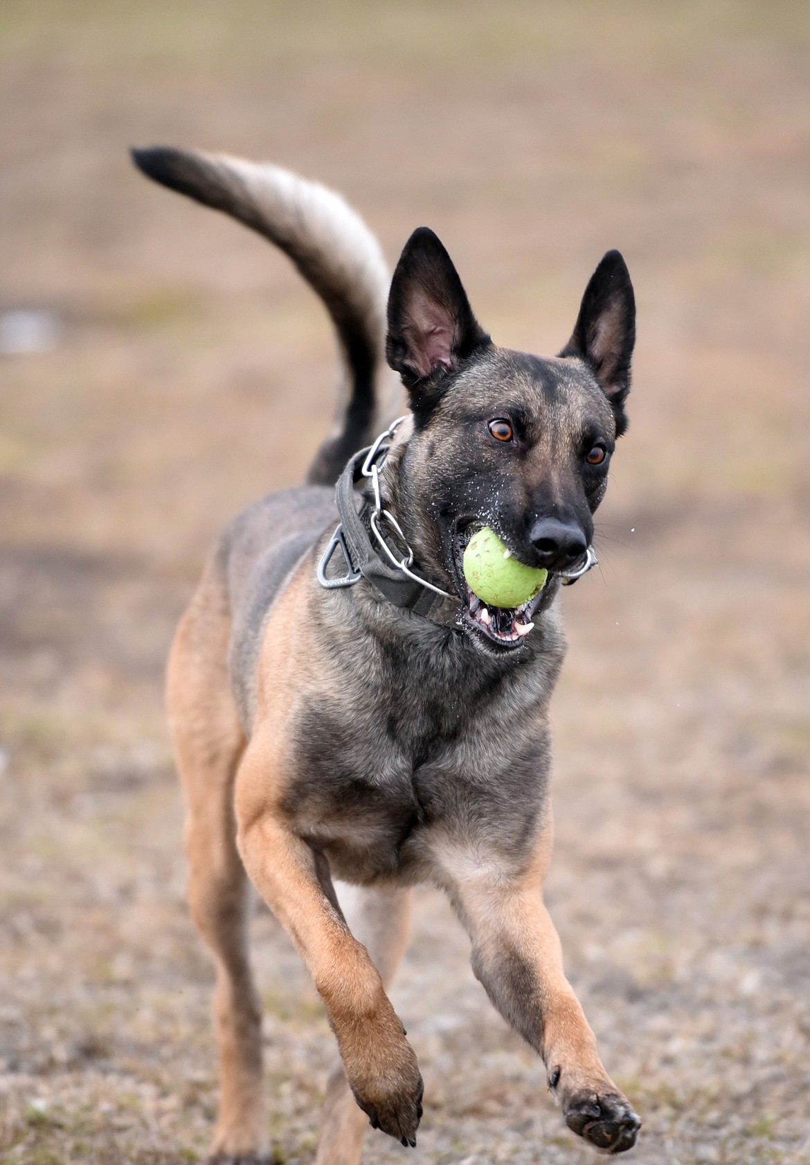 Cairo and Officer Jason Parce playing fetch.(Brenda Ahearn/Daily Inter Lake)