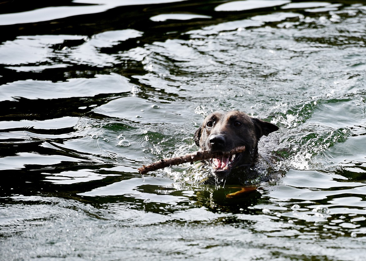 Officer Jason Parce takes his dogs Chester, JJ and Cairo down to the waters edge for a bit of play time.(Brenda Ahearn/Daily Inter Lake)