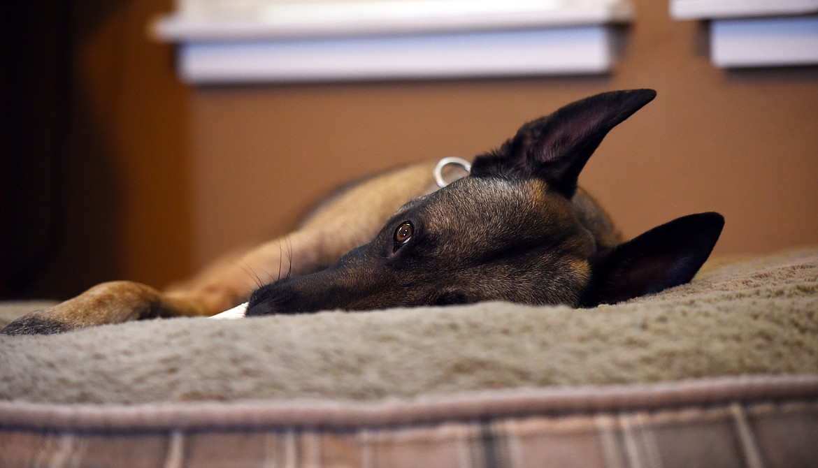 At home, on his days off, Cairo is perfectly to content to curl up on his matt, gnaw on a bone, and keep a watchful eye on his human.(Brenda Ahearn/Daily Inter Lake)