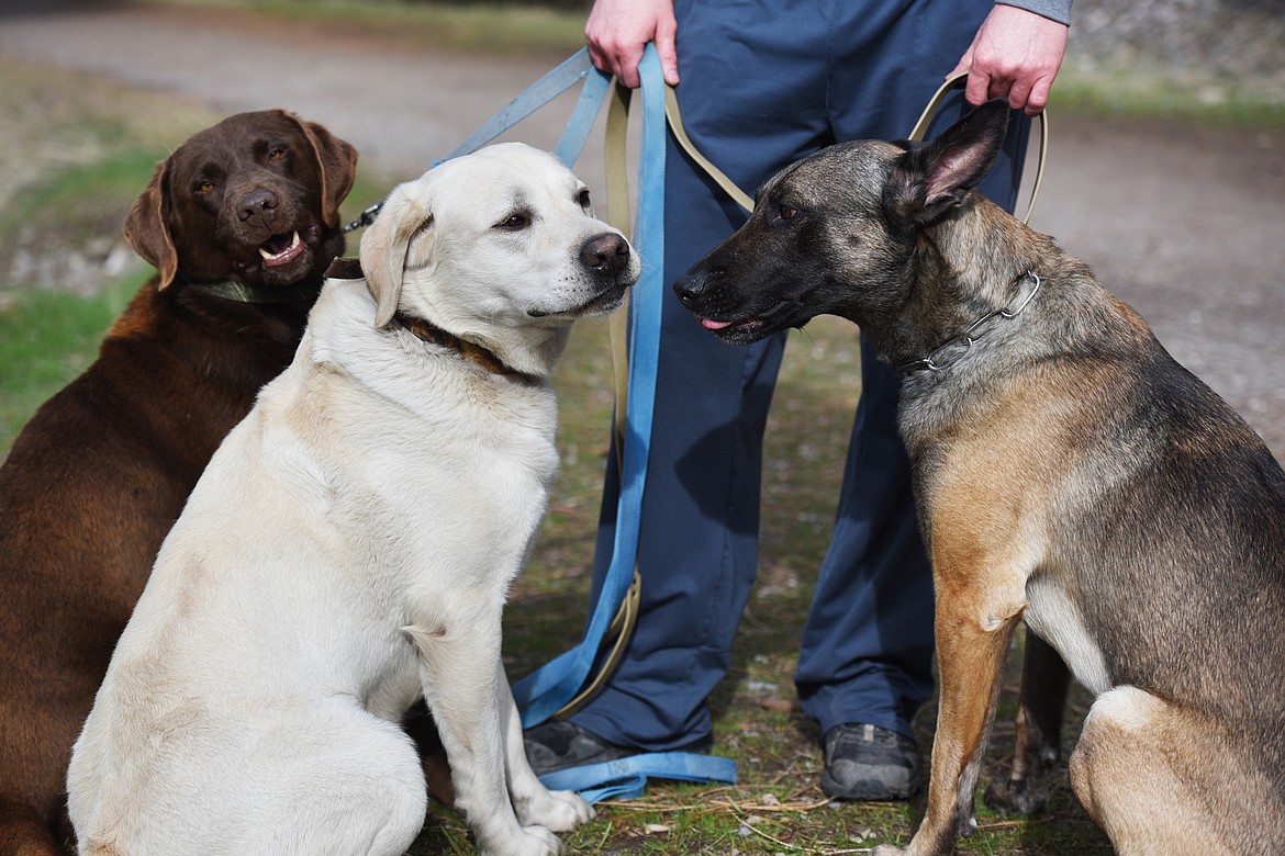 From left, Cheter, JJ, and Cairo out for a run with Officer Jason Parce on the Wild Mile Trail in Bigfork.(Brenda Ahearn/Daily Inter Lake)