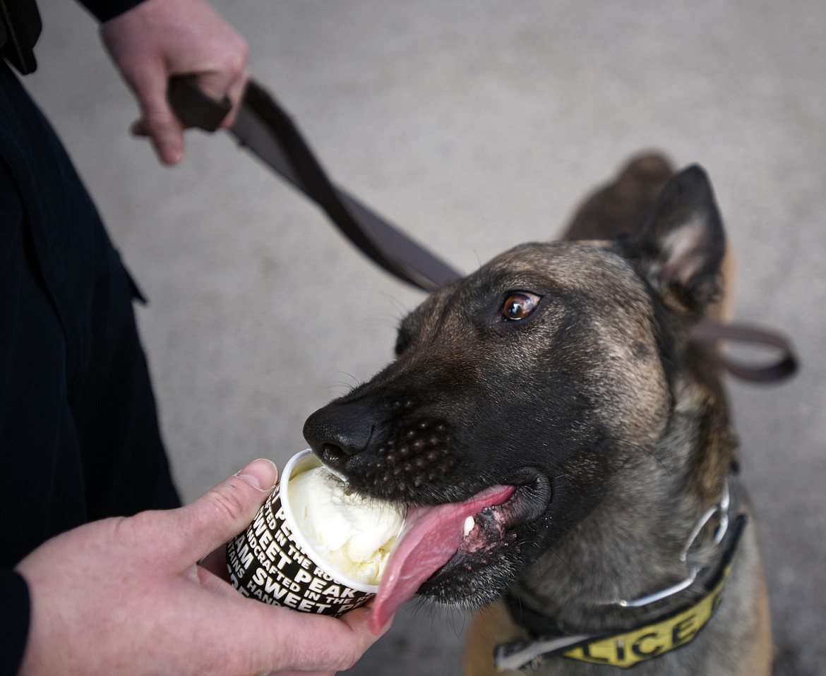 Cairo gets a special treat of ice cream for dogs from Sweet Peaks in downtown Kalispell.(Brenda Ahearn/Daily Inter Lake)