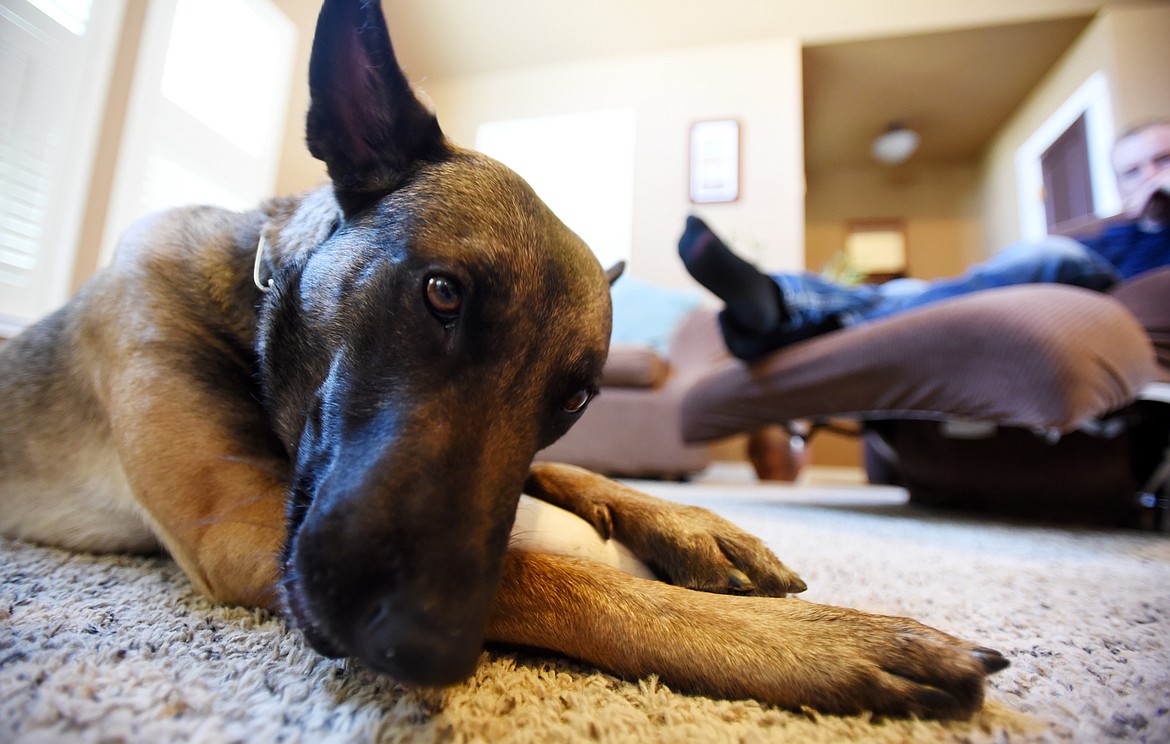 Caior at home hanging out with his human.(Brenda Ahearn/Daily Inter Lake)