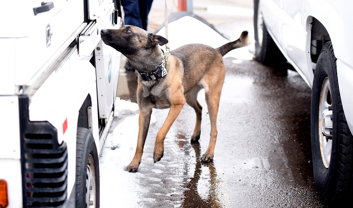 Cairo searching for drugs on a training day.(Brenda Ahearn/Daily Inter Lake)