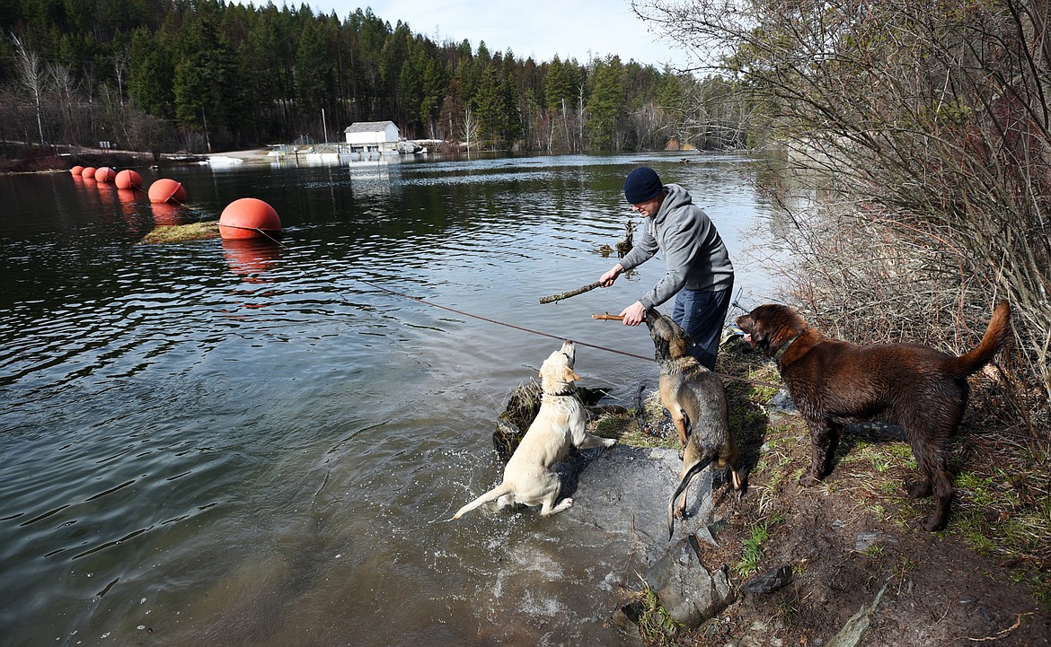 Officer Jason Parce takes his dogs Chester, JJ and Cairo down to the waters edge for a bit of play time.(Brenda Ahearn/Daily Inter Lake)