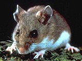 Hantavirus case confirmed in Grant County