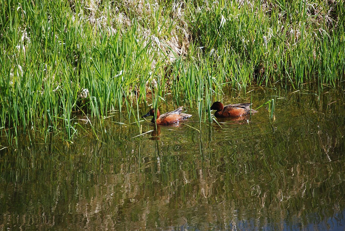 One feeding duck may follow another, taking advantage of food stirred up by paddling actions of the first bird.

Photo by
DON BARTLING