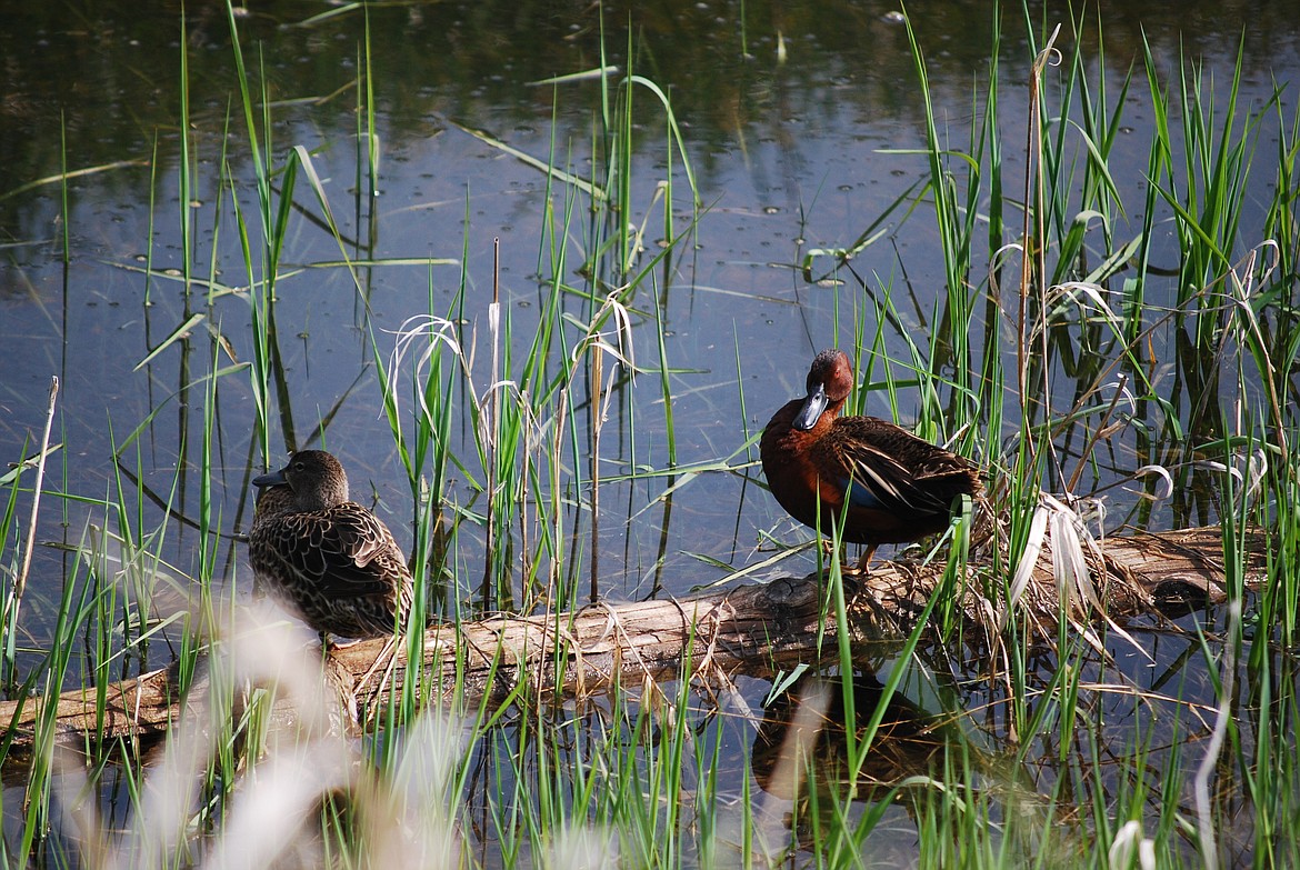 Photo by DON BARTLING
Cinnamon Teal sunning themselves on a log after feeding.