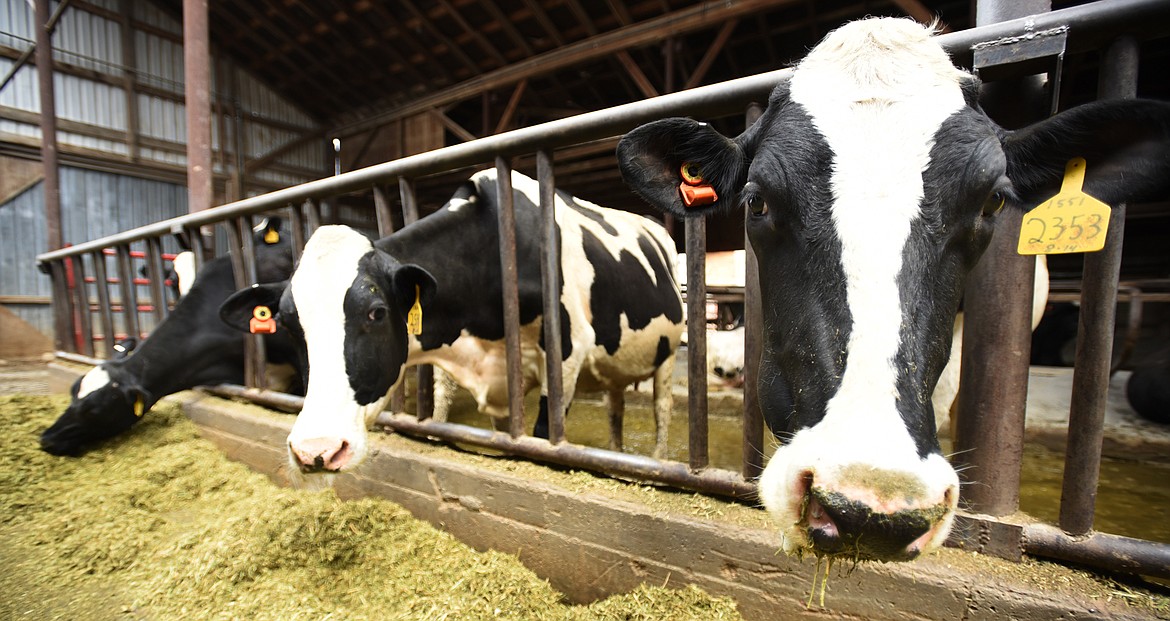 Cows at Kalispell Kreamery wearing the electronic tags in the right ears that track how much the cows eat, how often they sleep, even the amount of time they spend chewing based on the way their ears move on Wednesday afternoon, May 3, in West Valley.(Brenda Ahearn/Daily Inter Lake)Bill Hedstrom reaches out to one of the Holstein cows as they feed on Wednesday afternoon, May 3, in West Valley.(Brenda Ahearn/Daily Inter Lake)Jared and Mary Tuck, owners of Kalispell Kreamery on Wednesday afternoon, May 3, in West Valley.(Brenda Ahearn/Daily Inter Lake)Bill Hedstrom at the Hedstrom Dairy, which produces milk for Kalispell Kreamery on Wednesday afternoon, May 3, in West Valley.(Brenda Ahearn/Daily Inter Lake)