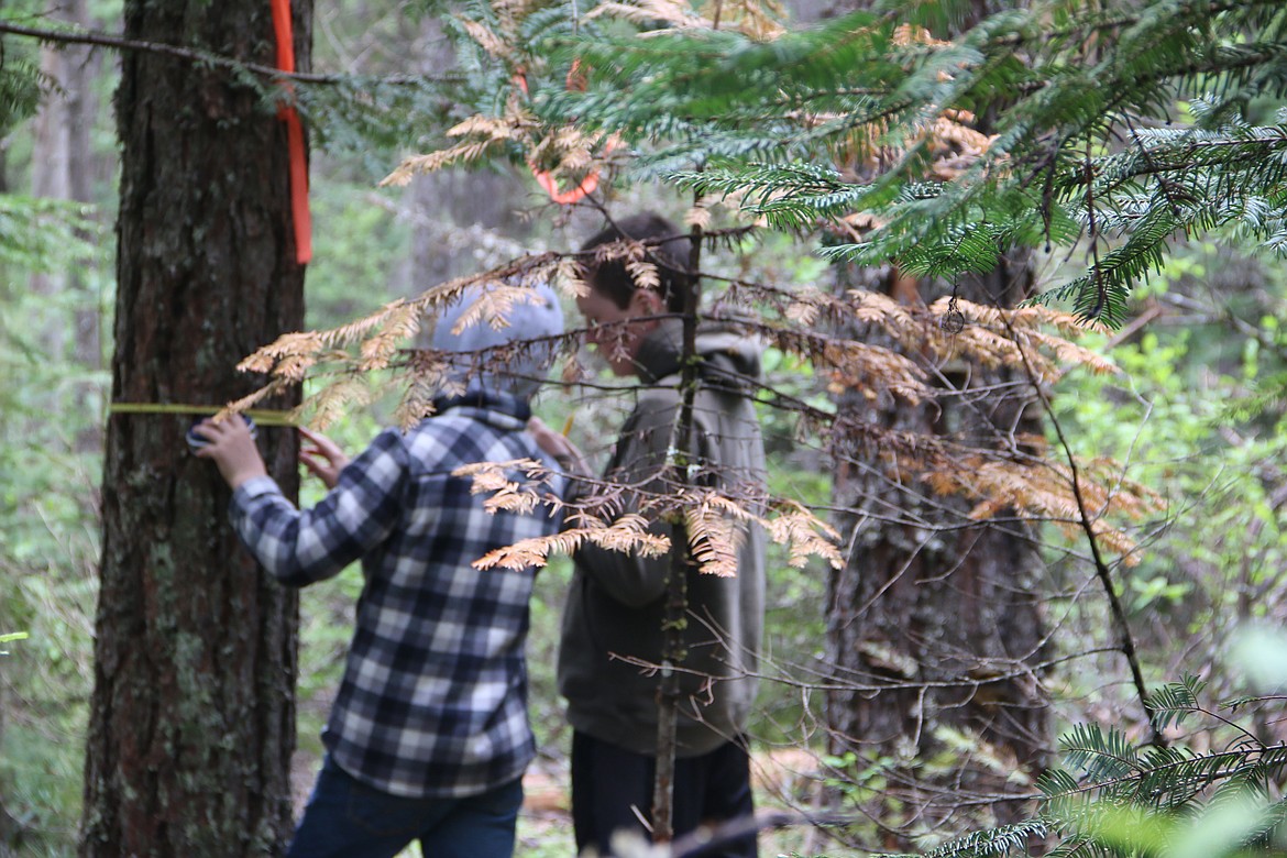 (Photo by MARY MALONE)
Clark Fork Junior High students Anthony Cohick, left, and Cole Reuter, right, participate in the timber cruising portion of the Idaho State Forestry Contest on Thursday, held at the Delay Farm in Careywood.