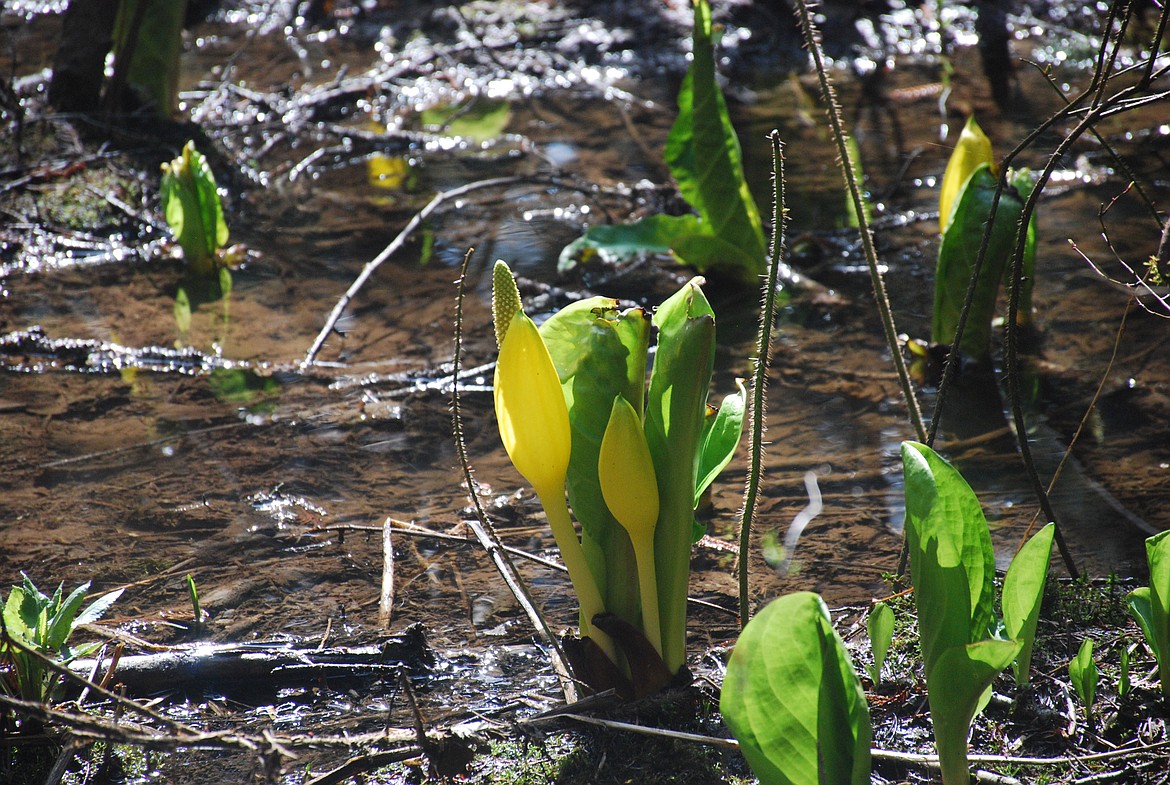 Photo by DON BARTLING
Skunk Cabbage also known as &#147;Swamp Lantern&#148; grows in swampy areas of forest land and gets is name from the fact that, when the leaves are crushed or bruised, it gives off the smell of a skunk.