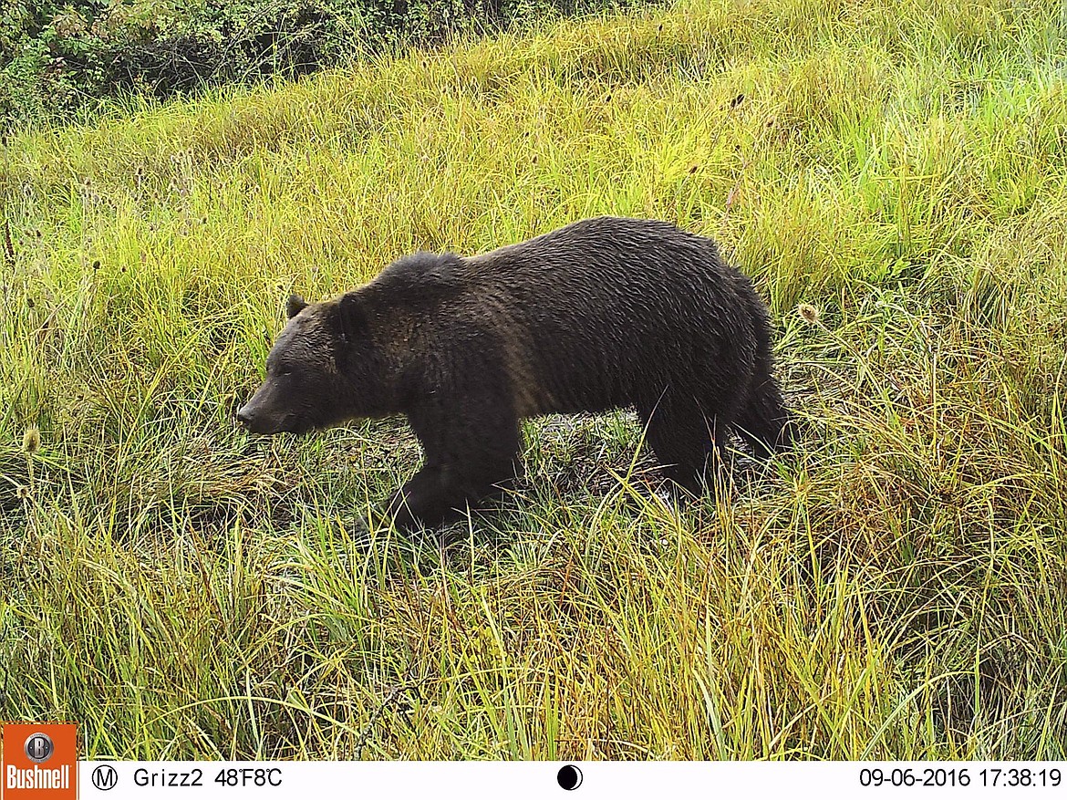 FOR THE last several years, Stacey Thoft-Plimmer has posted images of grizzly bears and other animals to the Facebook page she manages, Mission Valley Montana Grizz Cam. (Photo provided)