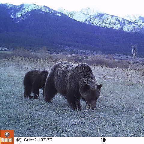 THE THOFT family sets up hunting cameras around their property, capturing video and photos of grizzly bears which are posted on their Facebook page, Mission Valley Montana Grizz Cam. (Photo provided)