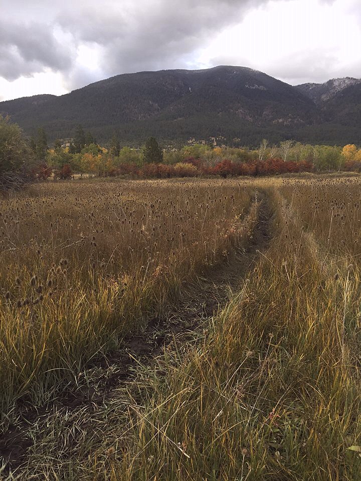 AS BEARS gain weight through the year, the trails they make and regularly use widen, too. (Photo provided)