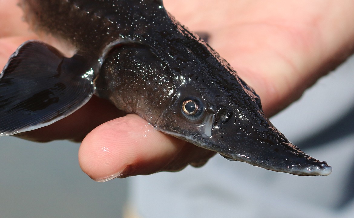 Photo by MANDI BATEMAN
The juvenile sturgeon released on May 4, where almost a year old, and could live as long as 100 or more, especially in the cold waters of the Kootenai River.