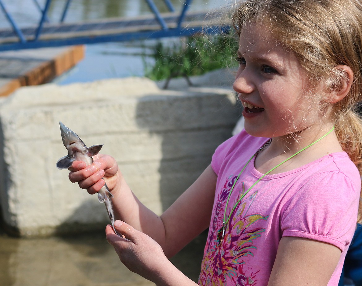 Photo by MANDI BATEMAN
Area residents ranging in age from children to senior citizens participated in the Kootenai Tribe&#146;s juvenile sturgeon release on Friday, May 4.