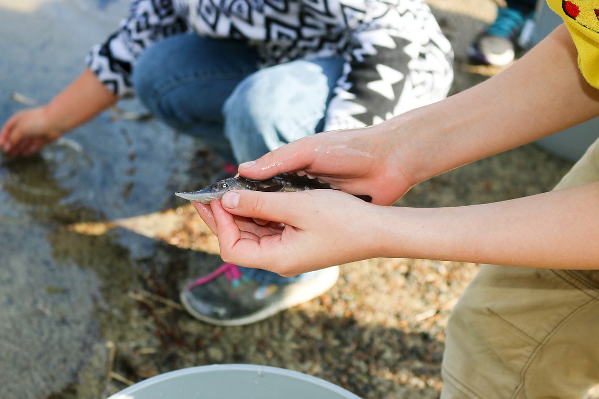 Photo by MANDI BATEMAN
These juvenile sturgeon won&#146;t reach breeding age until they are about 30 years old.