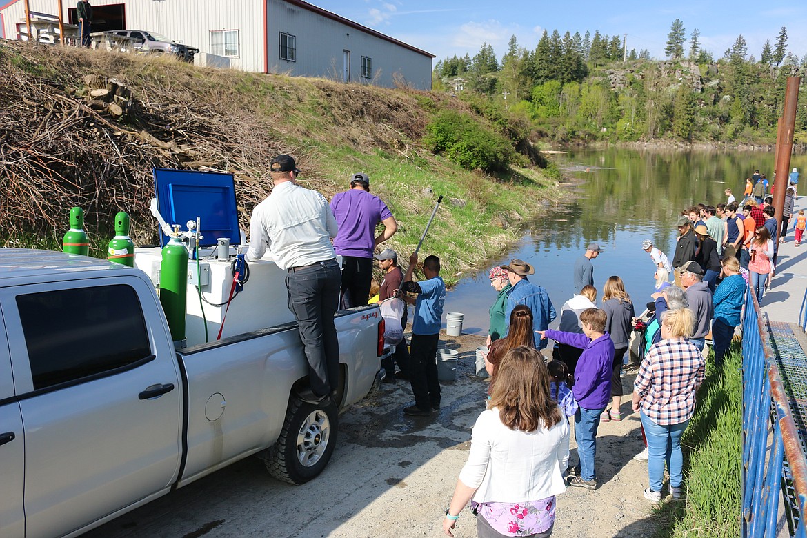 Photo by MANDI BATEMAN
The juvenile sturgeon were held in secure tanks in trucks, and only brought out in small batches and put in buckets by the water for their release.