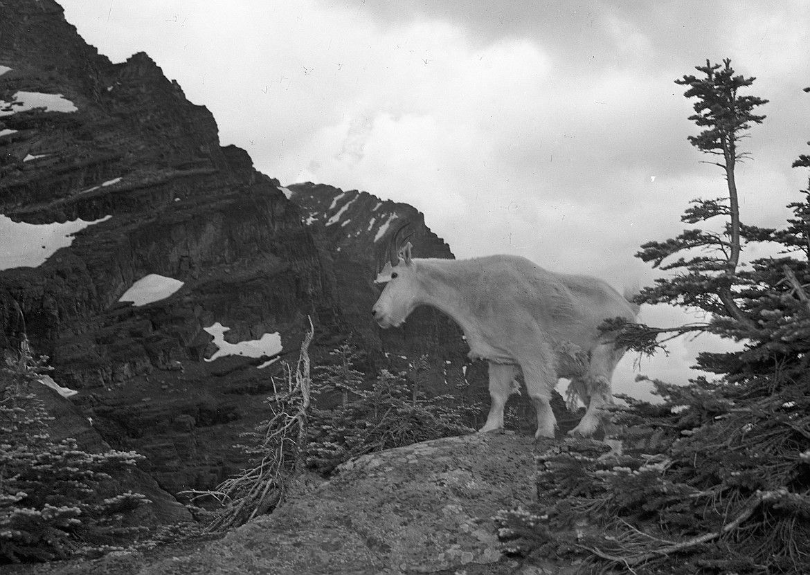 Study seeks photos of molting mountain goats | Hungry Horse News