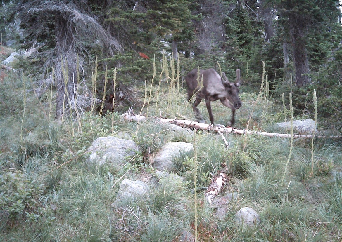 Courtesy photo
A Southern Selkirk mountain caribou caught on a trail cam in 2016.