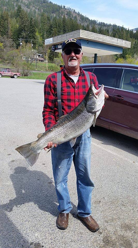 Courtesy photo
Bert Dennette caught a 19 1/2-pound German Brown in the derby, one of the biggest brown trout pulled from Lake Pend Oreille in many years, anglers said.