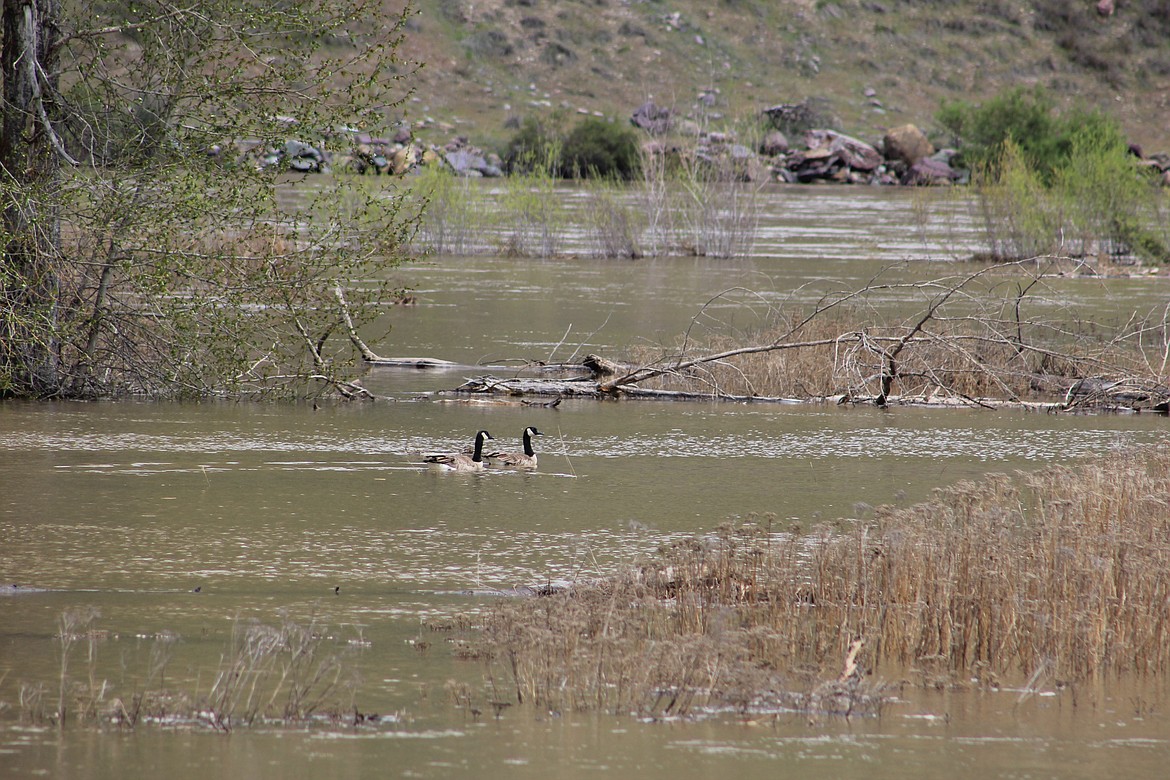 A pair of geese float along the Clark Fork River which may crest 17 feet in some areas by the end of the week. (Kathleen Woodford/Mineral Independent).