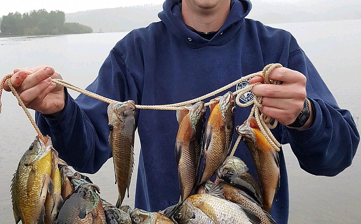 (Photo courtesy IDAHO DEPARTMENT OF FISH &amp; GAME)
An angler holds up a string of bluegill caught on a North Idaho lake. &#147;Panfish&#148; species, such as bluegill, crappies, and perch, can be some of the most fun you&#146;ll ever have fishing.