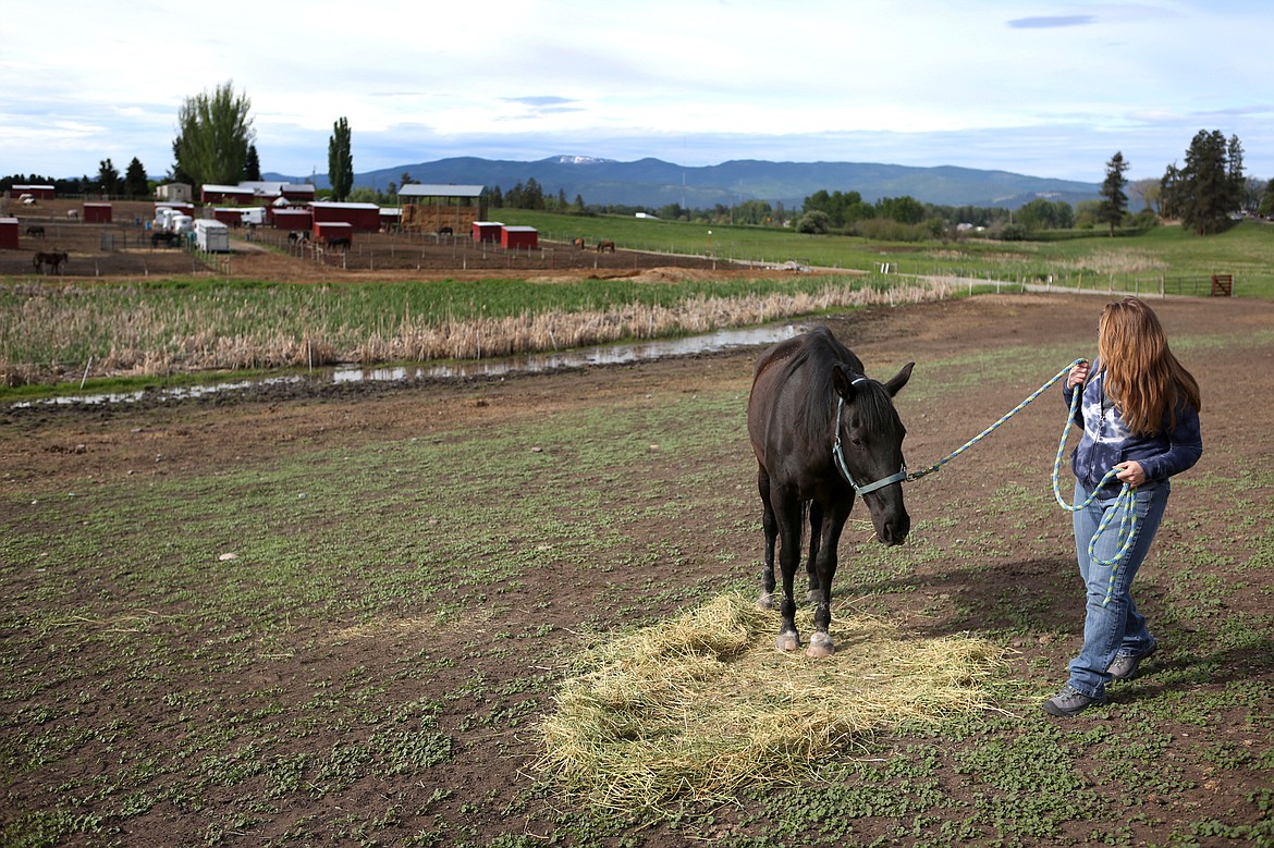 XXXXX prepares to lead Tony to a nearby arena on Ranch &#145;M on Saturday. XXXX participated in an eight-week horse therapy program which she said helped her heal from a long history of domestic abuse. (Mackenzie Reiss/Daily Inter Lake)