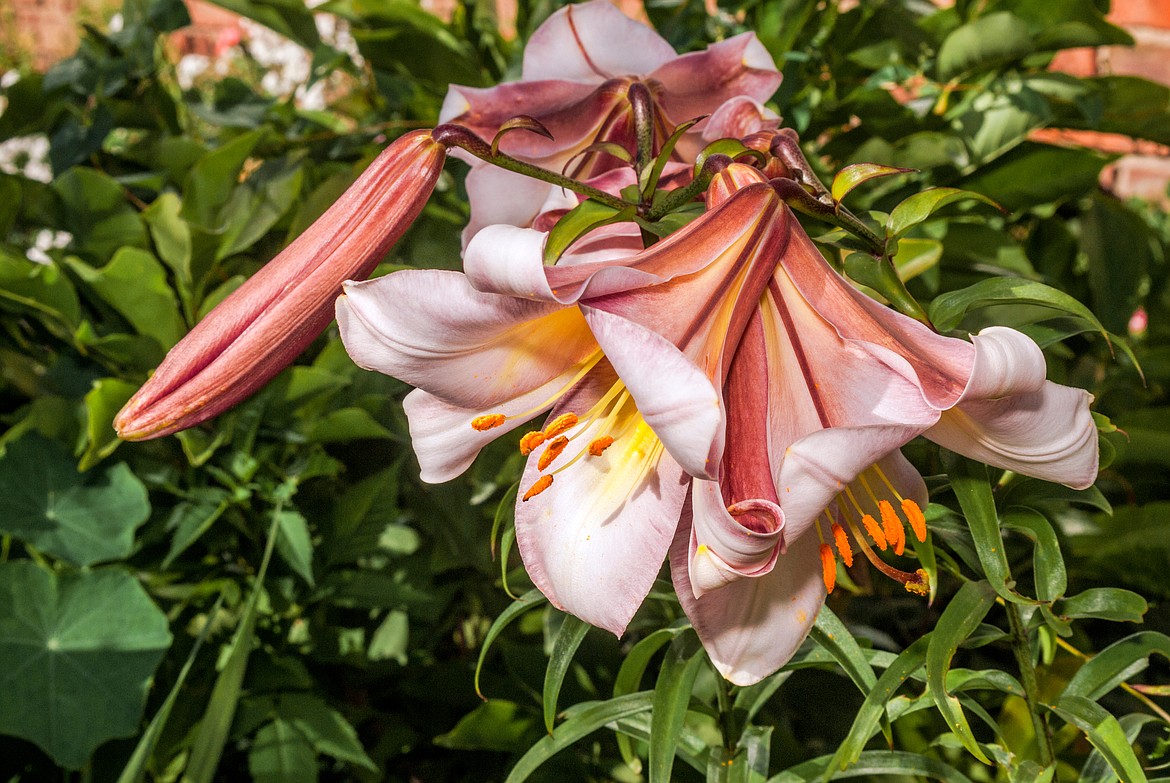 The beautiful Regal Lily (Lilium regale) was discovered in China in 1903; it is hardy to Zone 3 and prefers acidic soil &#8211; perfect for North Idaho. Our deep snows suggest that growing in large pots might be a wise choice.