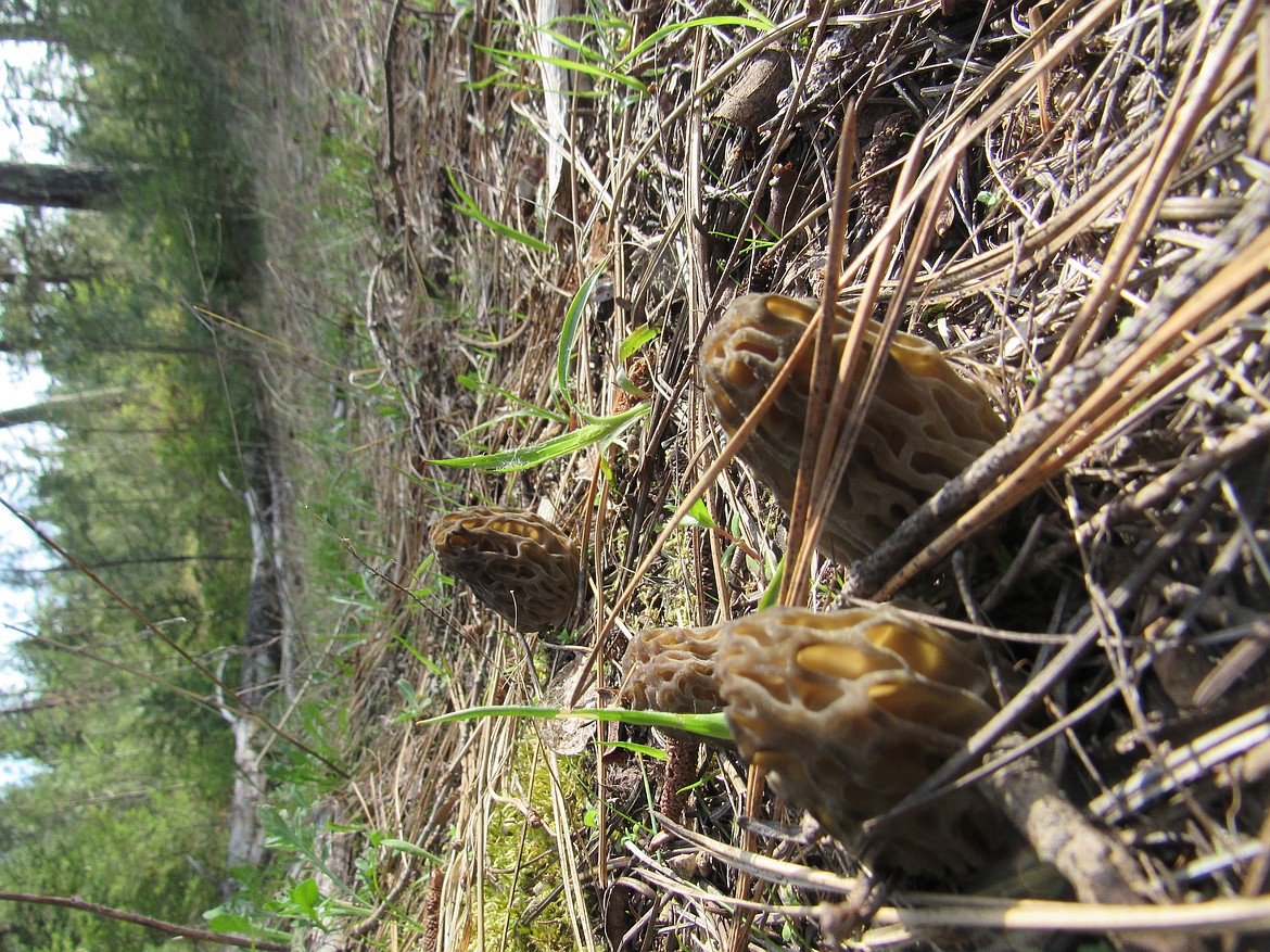 Early morels spotted in the photographer and writer&#146;s secret location.