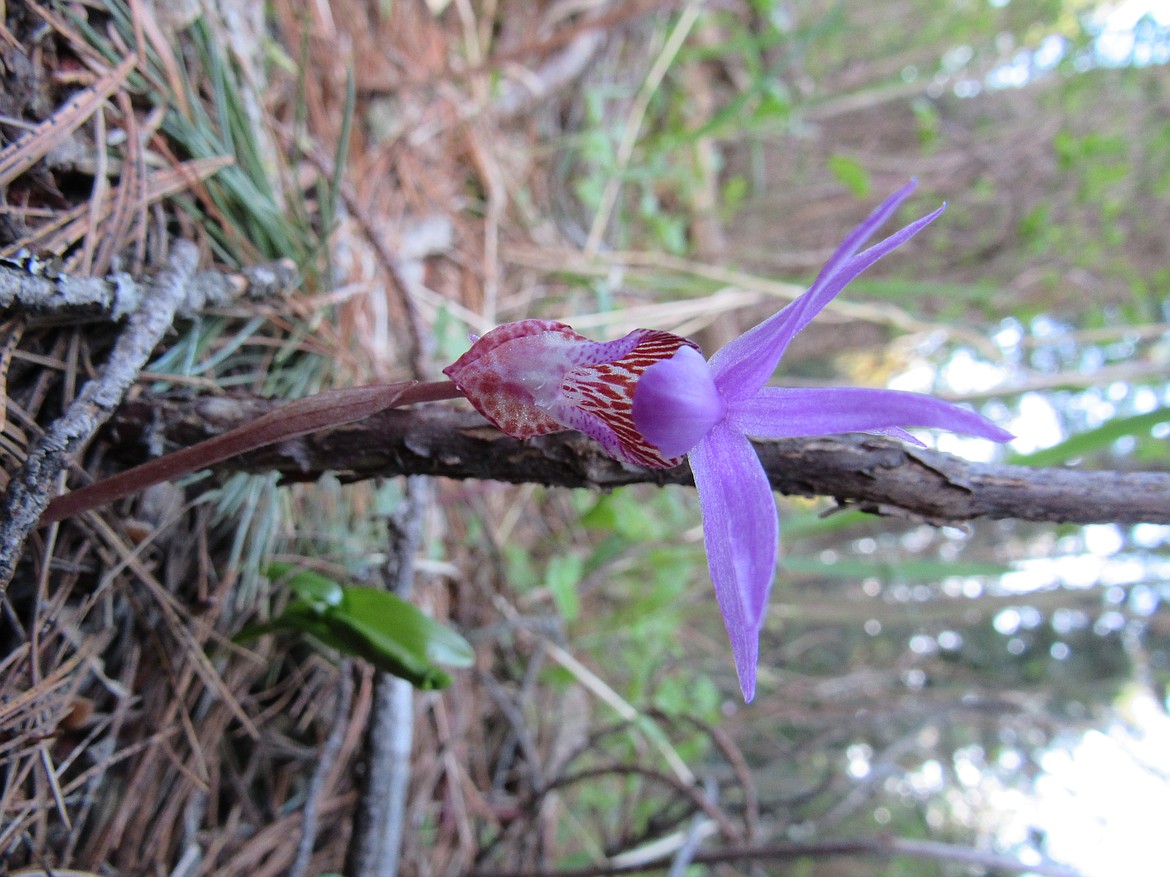 A fairy slipper, a spring orchid often found near where morels are growing, blooms.