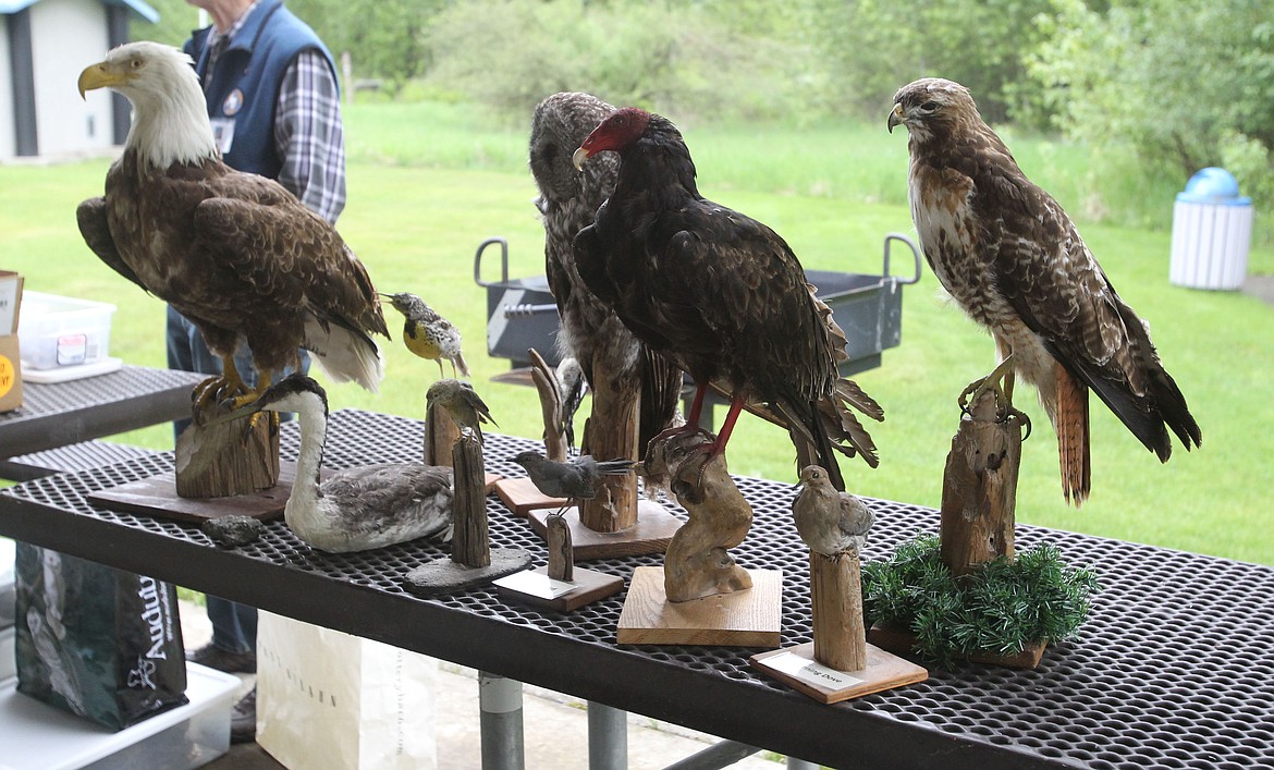 A taxidermied bald eagle, owl, vulture, hawk, mourning dove and other birds were on display Saturday during Migratory Bird Day to educate the public about different birds and the importance of protecting them. (DEVIN WEEKS)