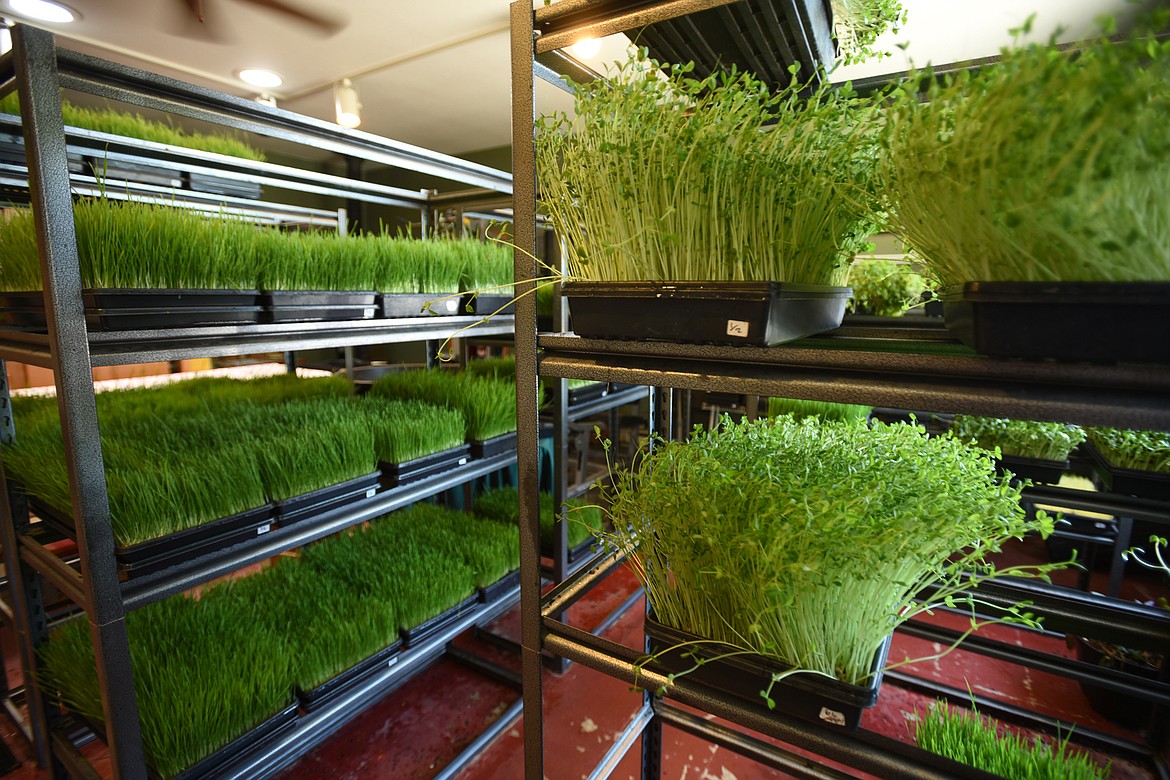 Wheat grass and sprouts growing at the home of Pamela Marks and Wade Young on May 14, south of Woods Bay.