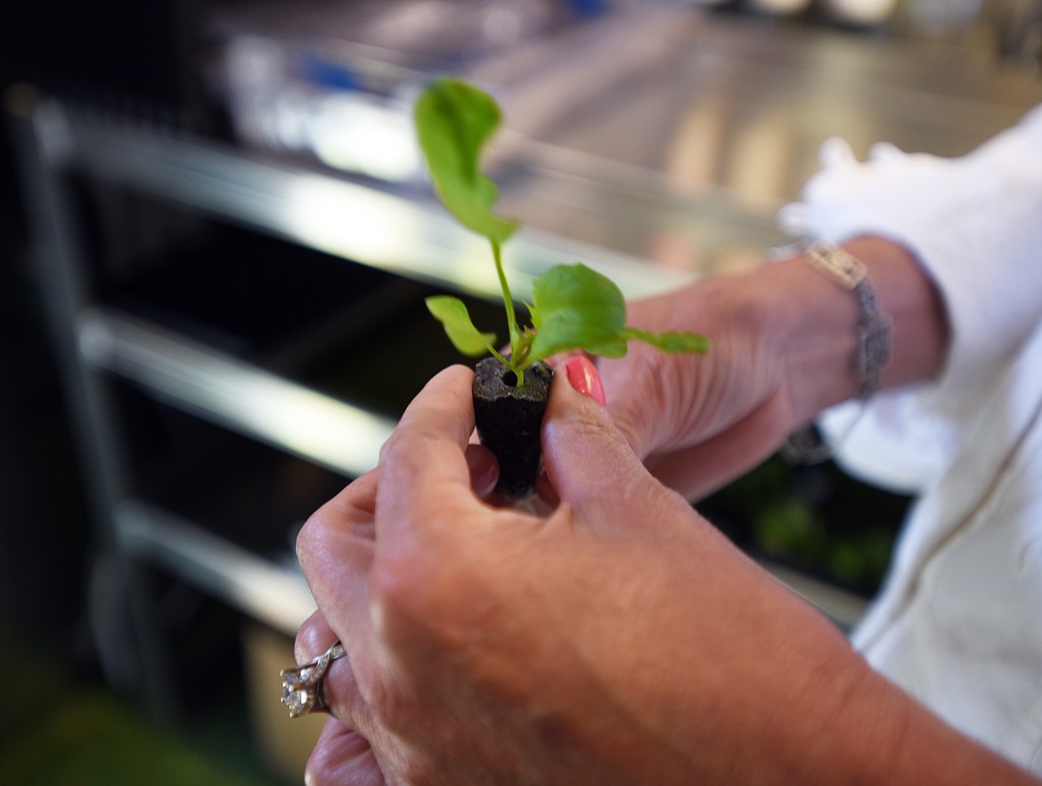 Pamela Marks holds a soil-free seedling that will be planted in the vertical garden inside their freight farm south of Woods Bay on Monday, May 14.(Brenda Ahearn/Daily Inter Lake)