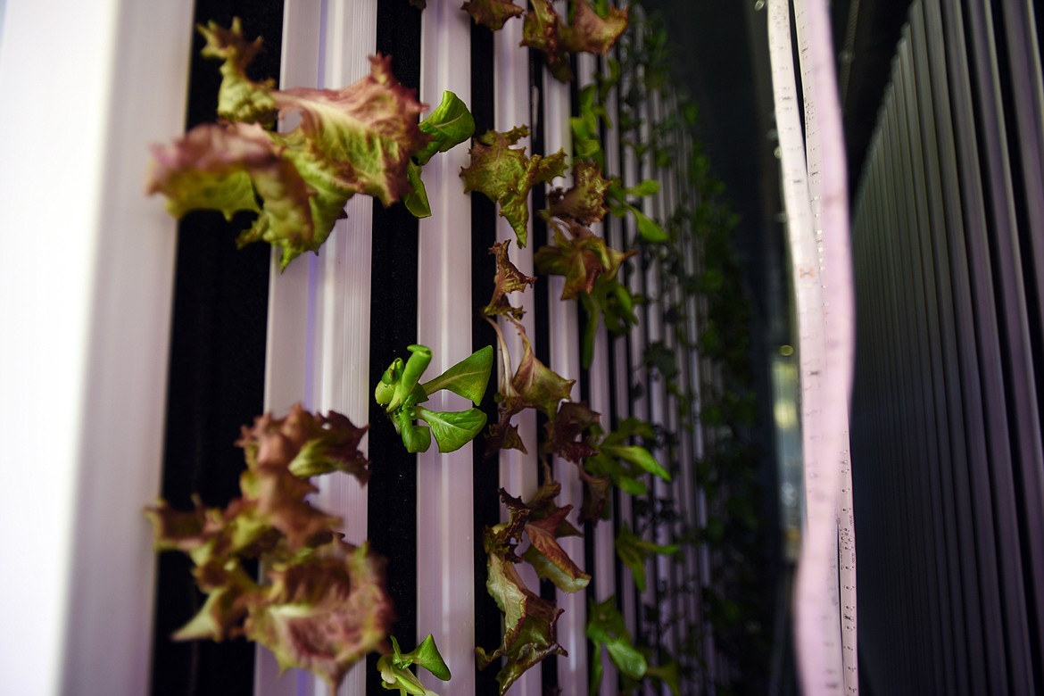 Vertical gardens and LED lights inside a freight farm belonging to Wade Young and Pamela Marks.(Brenda Ahearn/Daily Inter Lake)