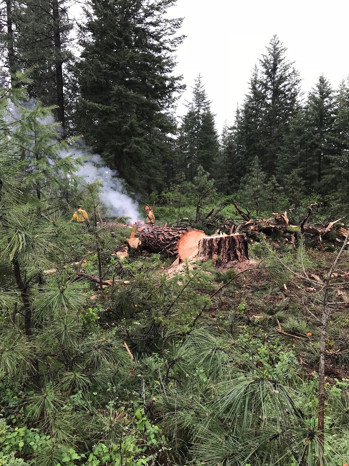 (Courtesy Photo)
Idaho Department of Lands removed the large lightning struck tree in Moyie Springs.