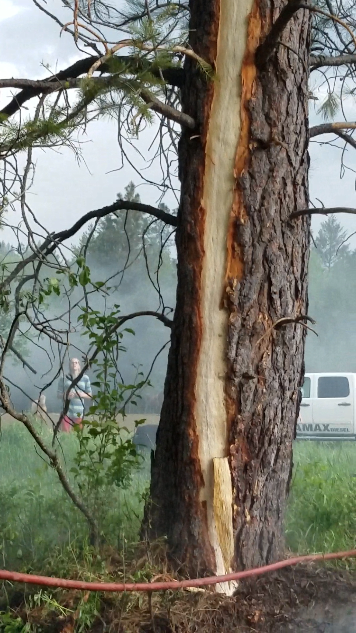 This tree shows the effects of being struck by lightning after a storm rolled across Boundary County on May 17. The strike ignited a fire on Morgan Draxlir&#146;s property.

Photo by MORGAN DRAXLIR