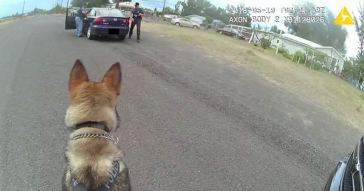 K-9 Chief notches first arrest in Moses Lake | Columbia Basin Herald