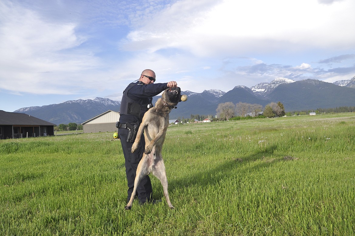 OFFICER BRANDON Smith plays with his new K9, 13-month-old Sandor. The duo have been patrolling the streets of Ronan since May 1. Smith says the Belguim Malinois is friendly and full of energy. (Ashley Fox/Lake County Leader)