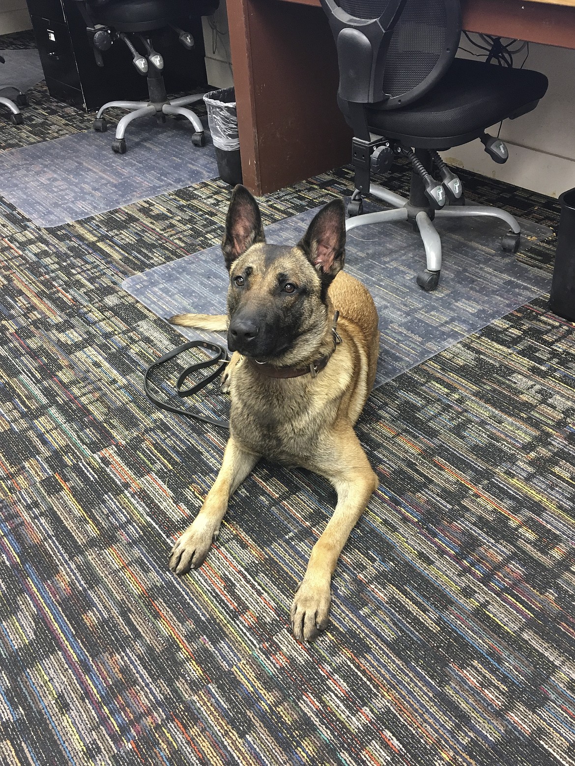 SANDOR, A BELGIUM Malinois K9 for Ronan's Police Department, sits pretty for his photo. (Ashley Fox/Lake County Leader)