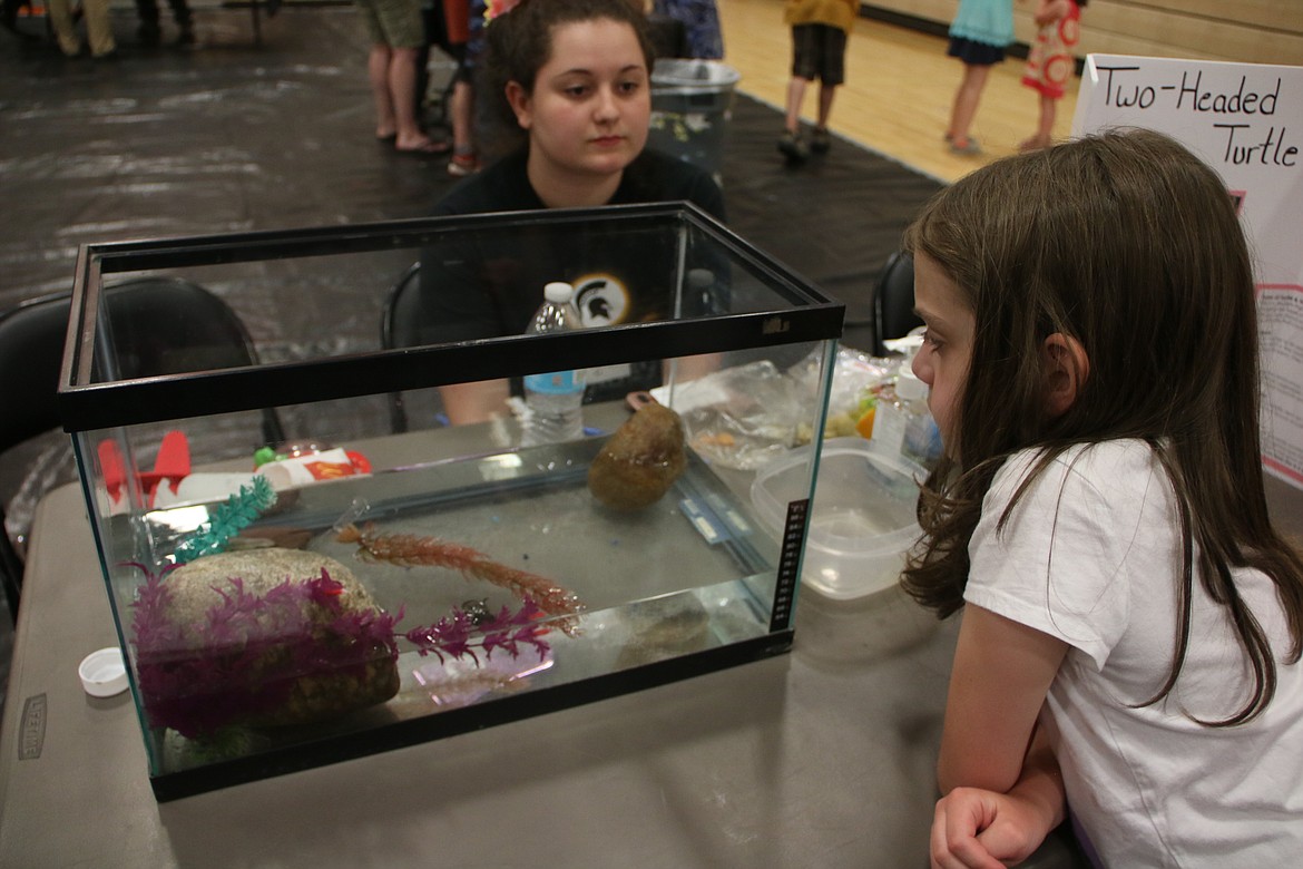 (Photo by MARY MALONE)A youngster checks out the tiny two-headed turtle during the STEaM Olympics at Priest River Lamanna High School on May 23.