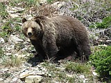 Public invited to learn about recreating in bear country